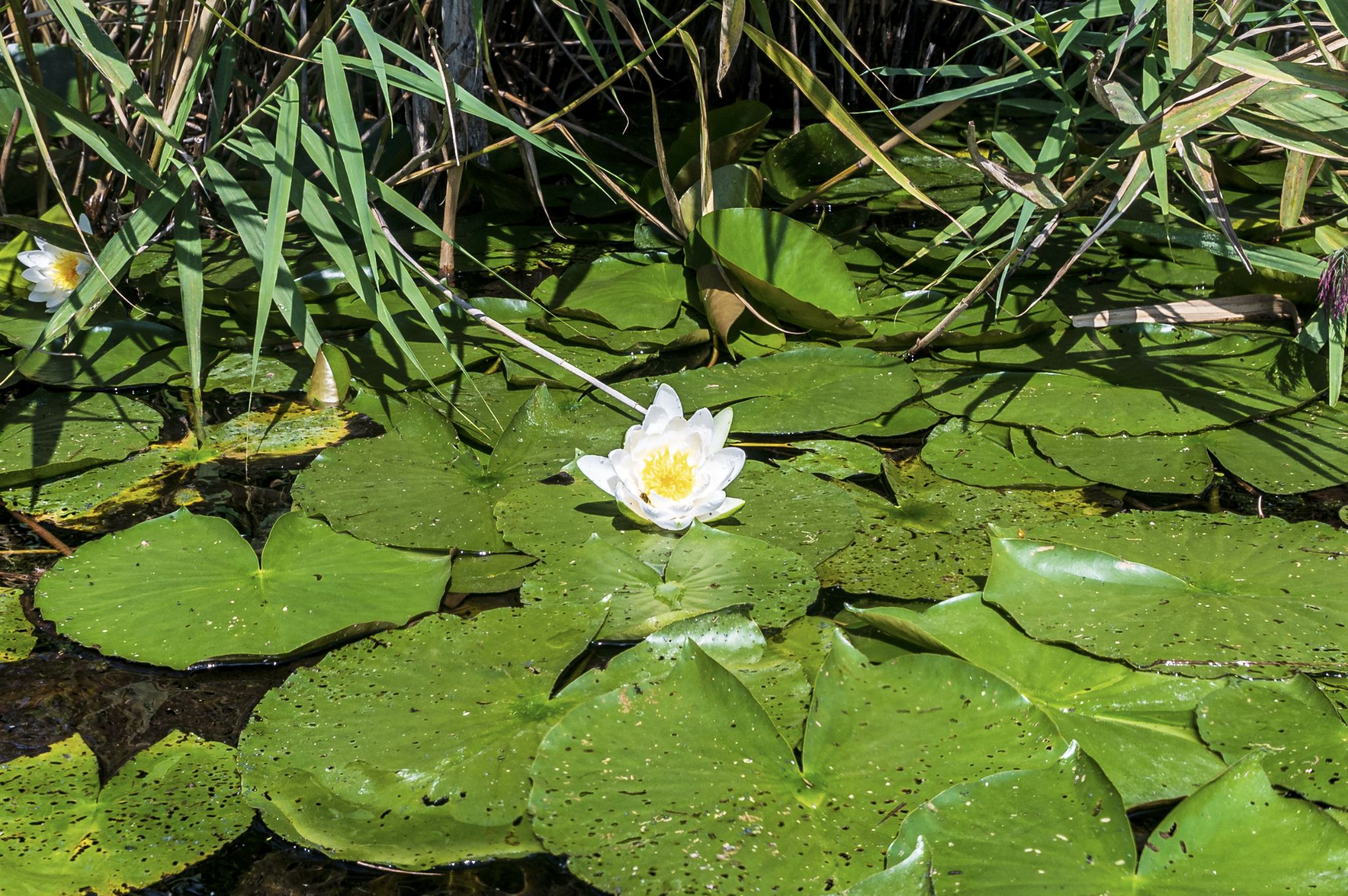 Kajaktour Leutstettner Moos 21.08.2022